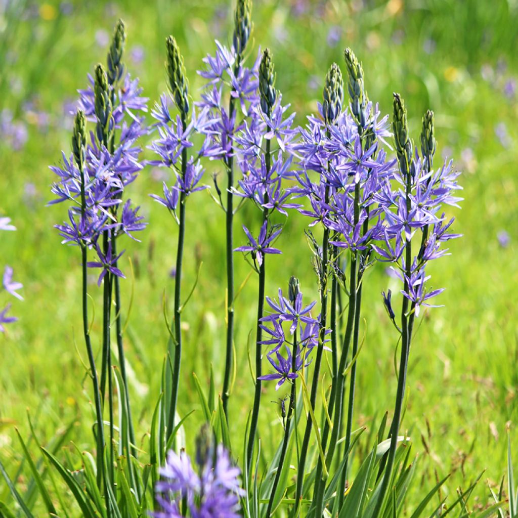 Isotähtihyasintti Caerulea