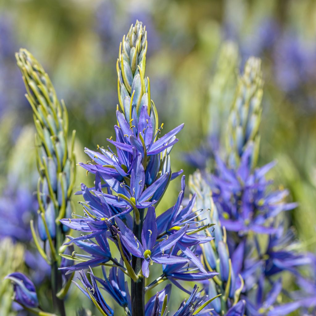 Isotähtihyasintti Caerulea