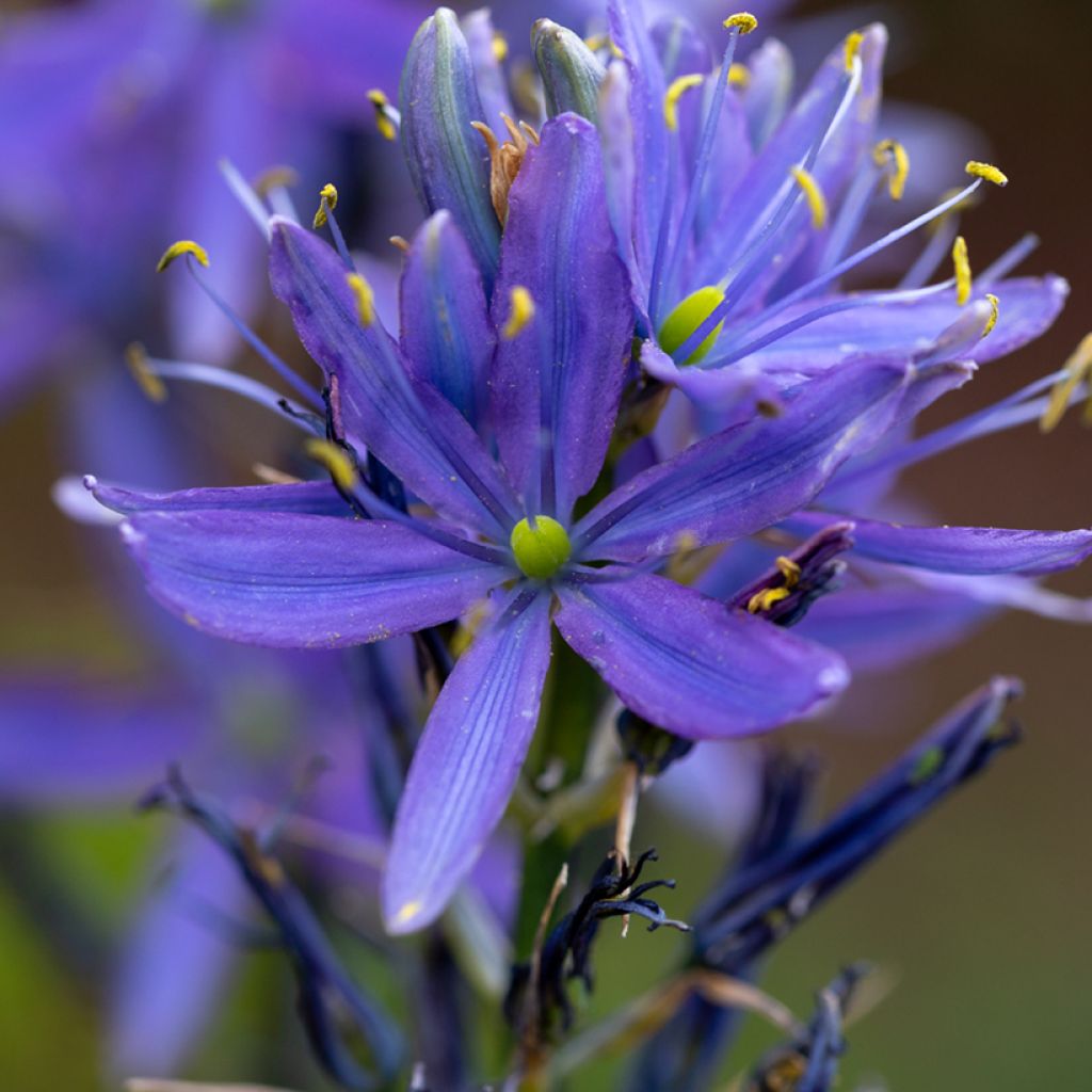 Isotähtihyasintti Caerulea