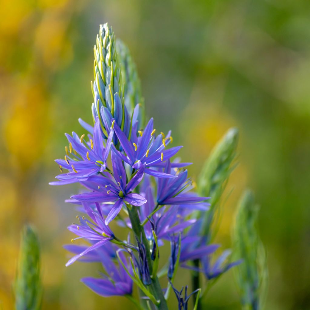 Isotähtihyasintti Caerulea