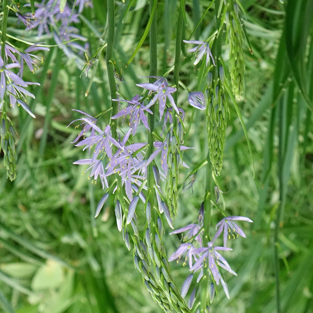 Isotähtihyasintti Caerulea
