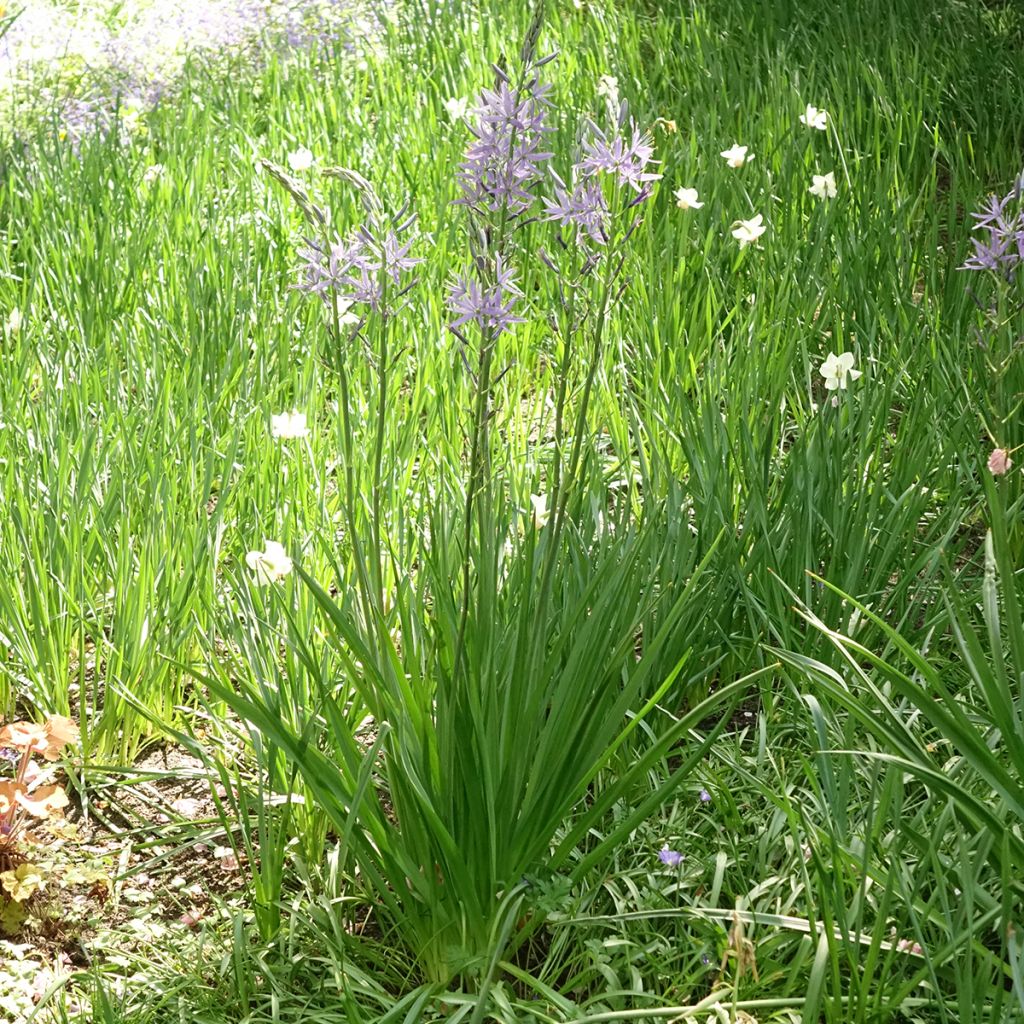 Isotähtihyasintti Caerulea