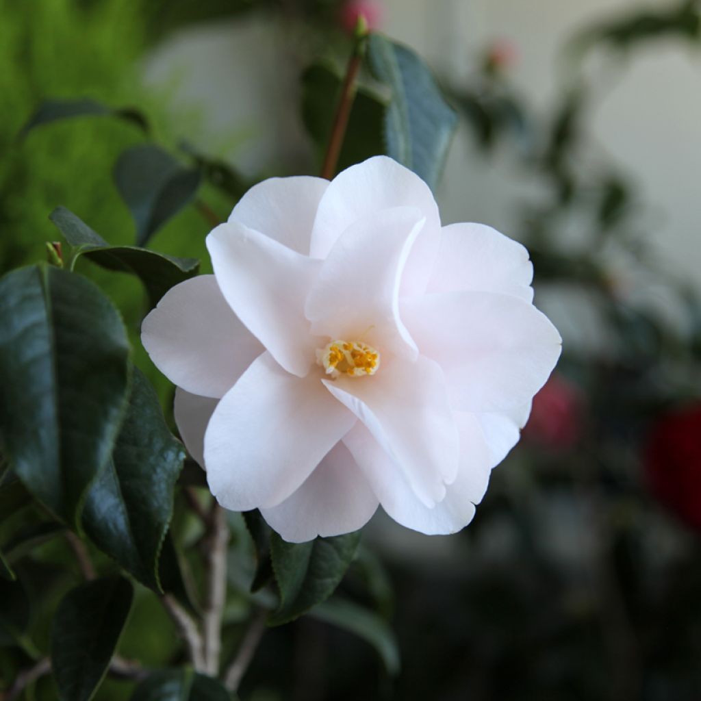 Kamelia Hagoromo