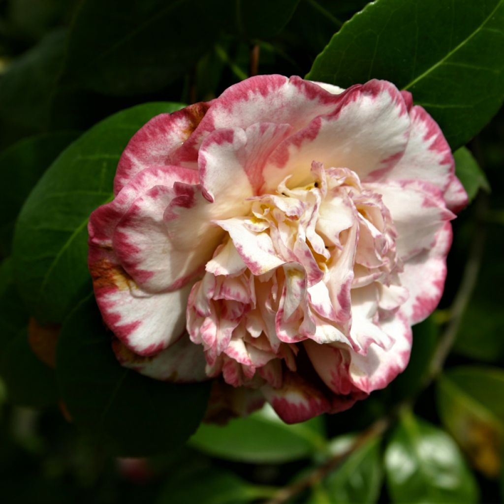 Kamelia Margaret Davis