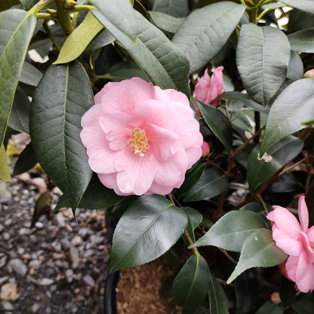 Kamelia Spring Festival