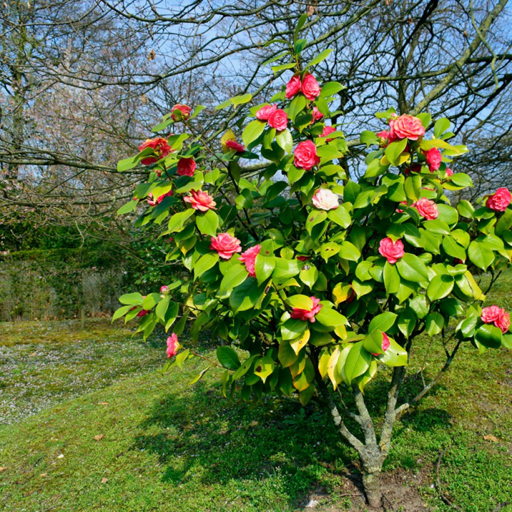 Kamelia chandleri Elegans