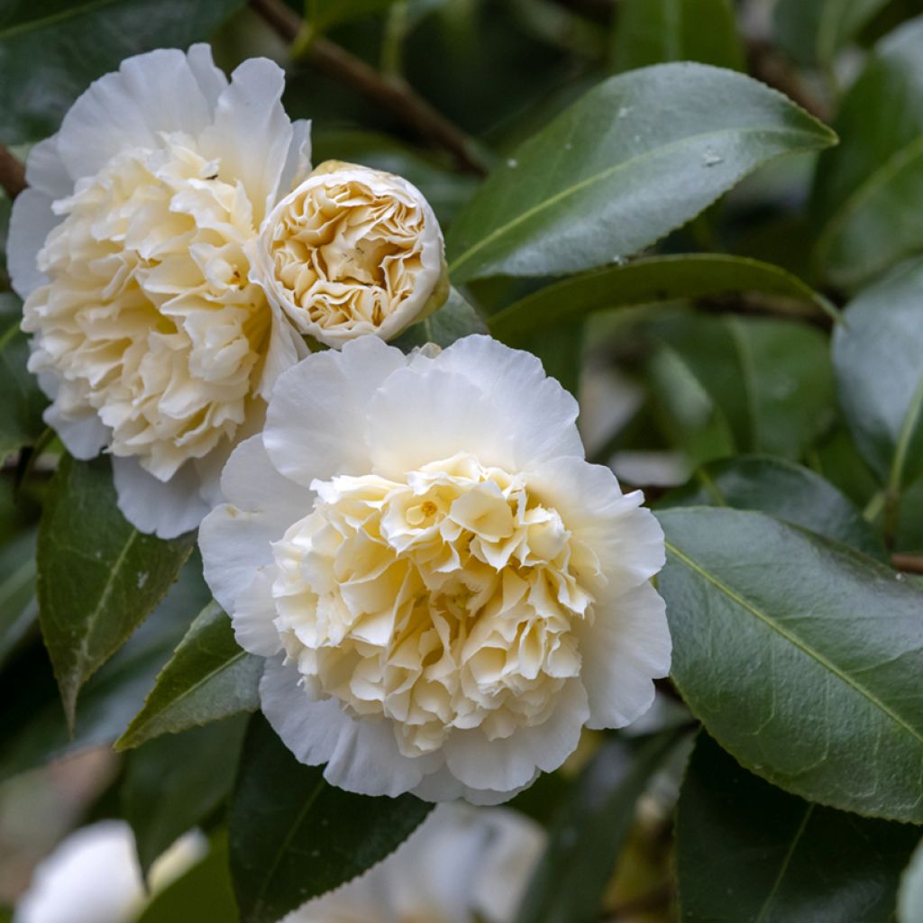 Kamelia Jury's Yellow