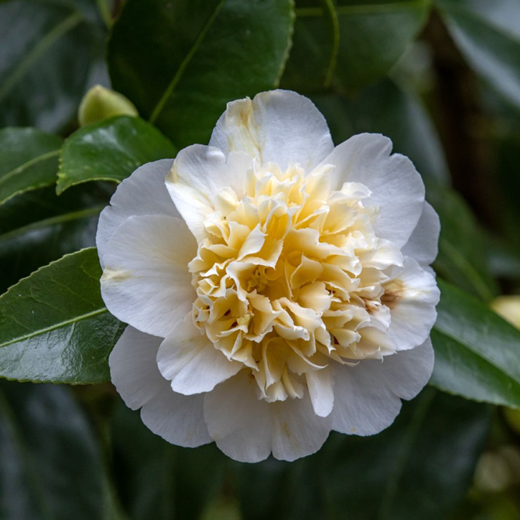 Kamelia Jury's Yellow