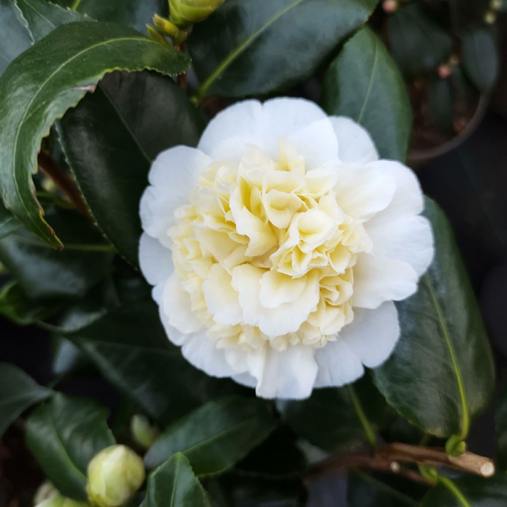 Kamelia Jury's Yellow