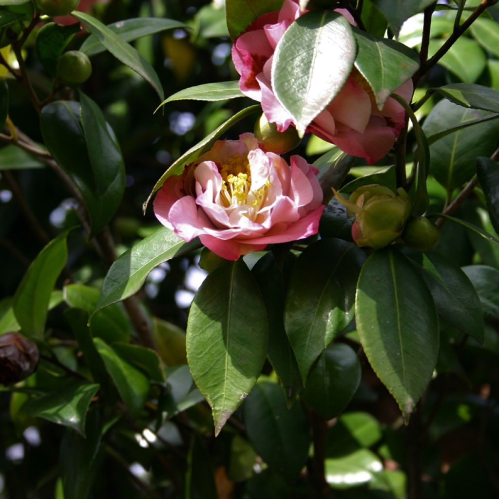 Kamelia Nuccio's Jewel