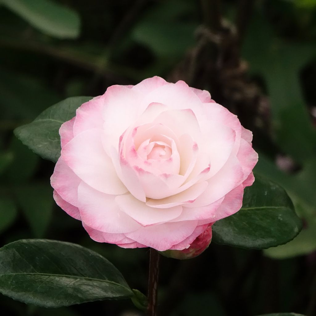 Kamelia Nuccio s Pearl