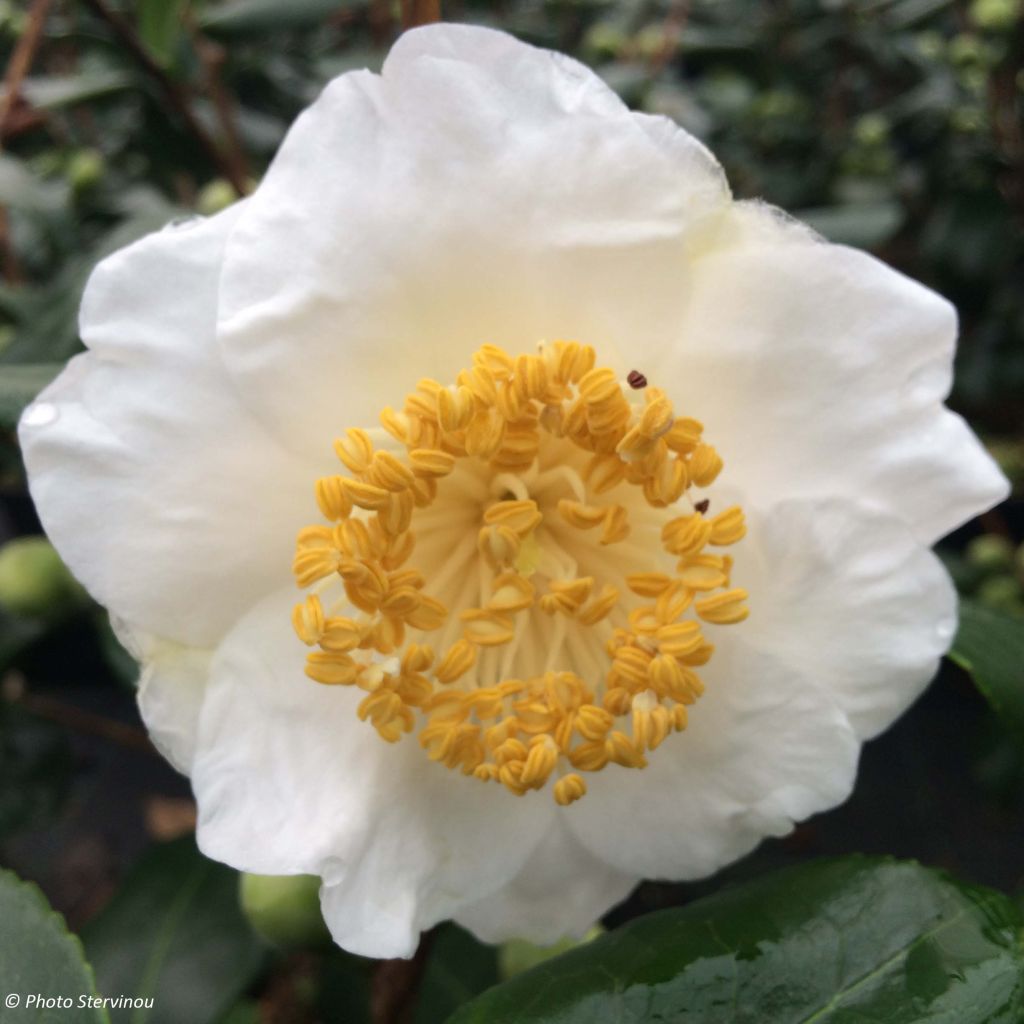 Kamelia de Higo Fuji