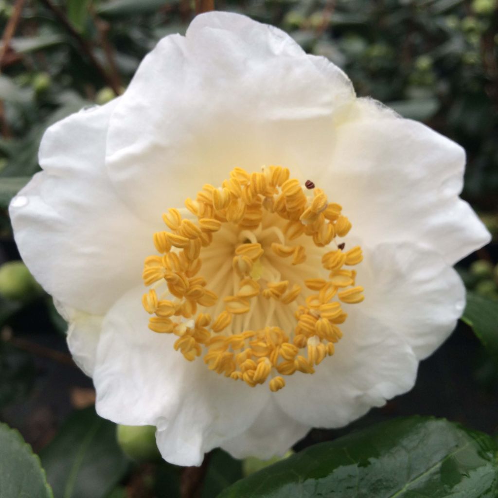 Kamelia de Higo Fuji