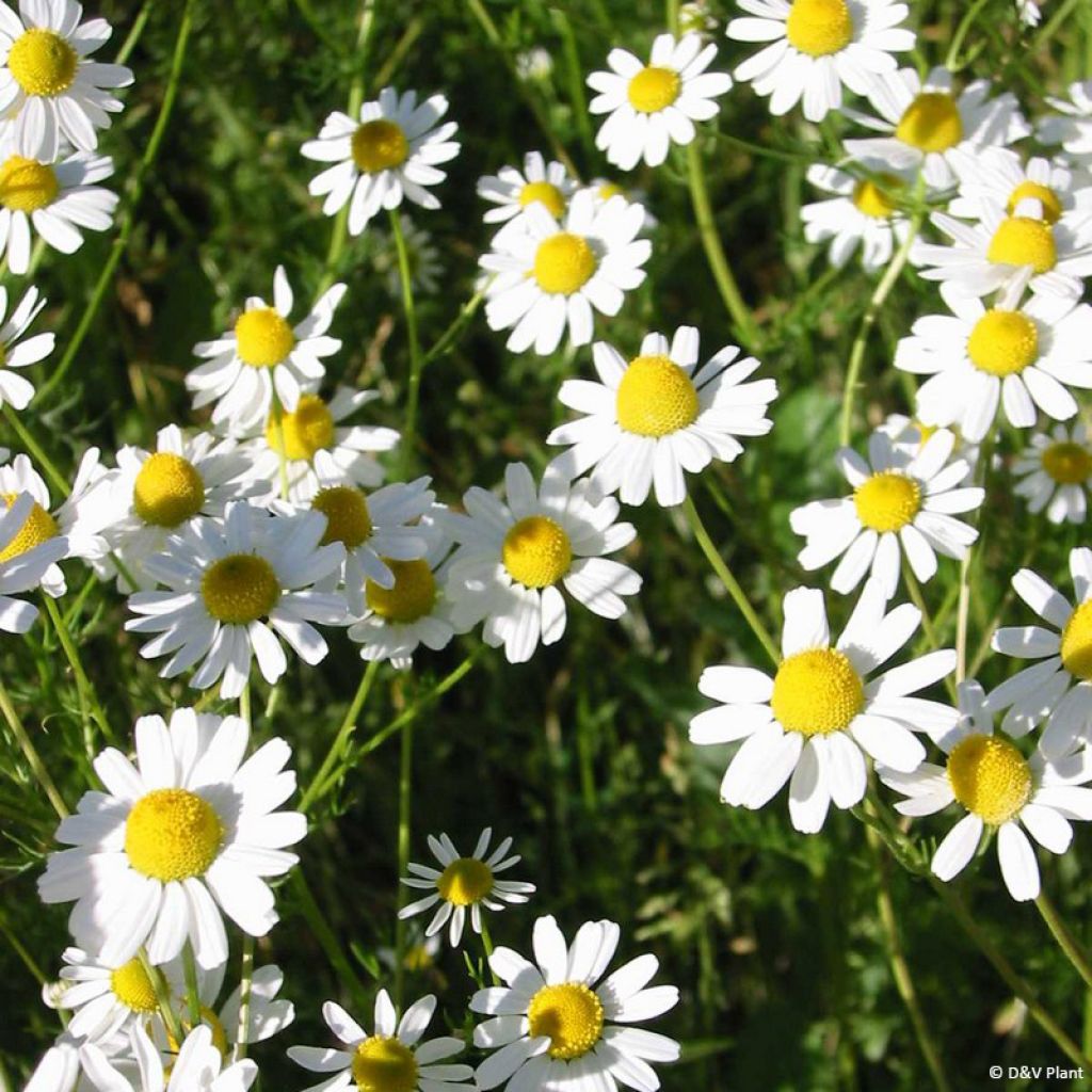 Tuoksusaunio - Matricaria camomilla