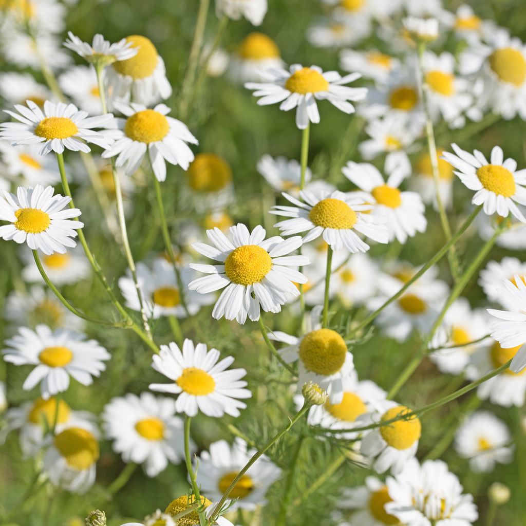 Kamomillasaunio luomu - Matricaria recutita