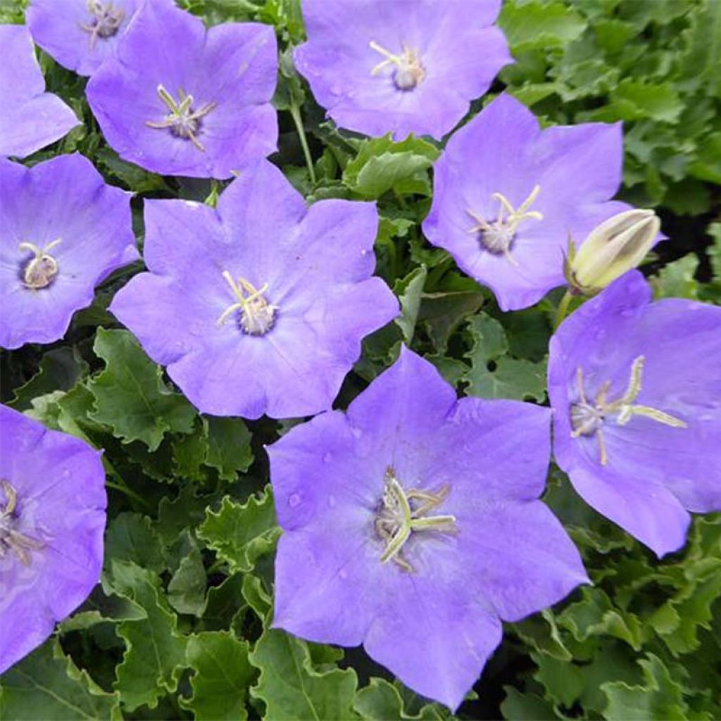 Karpaattienkello - Campanula carpatica