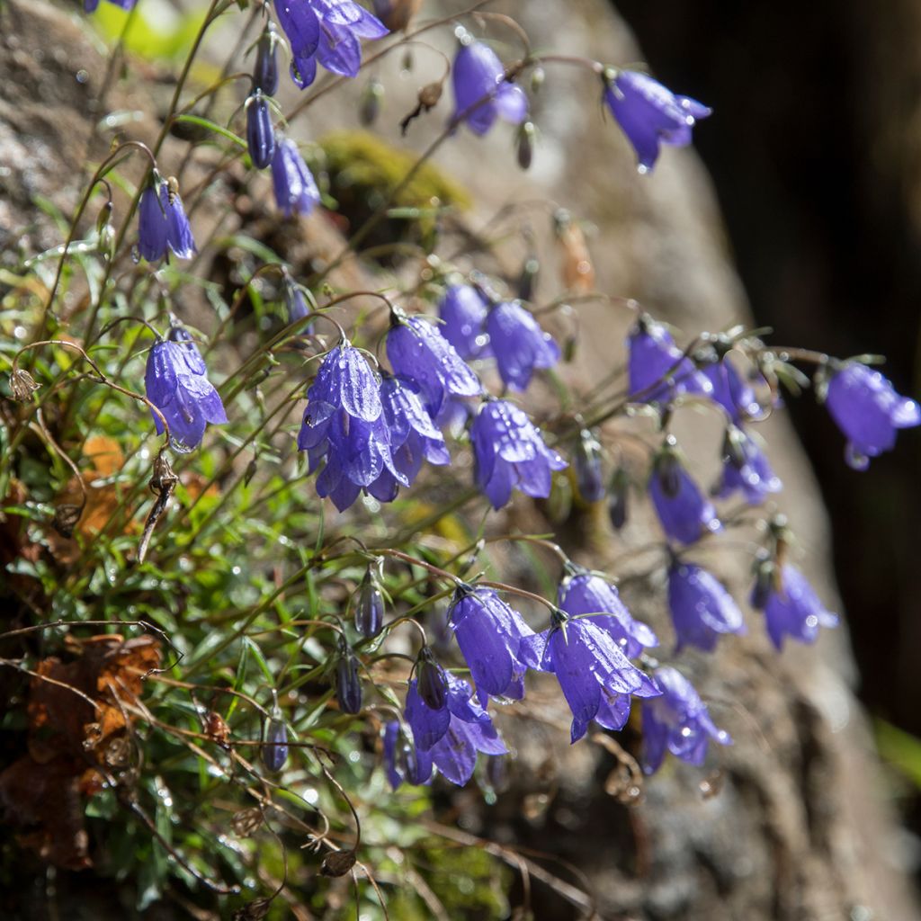 Kääpiökello - Campanula cochleariifolia
