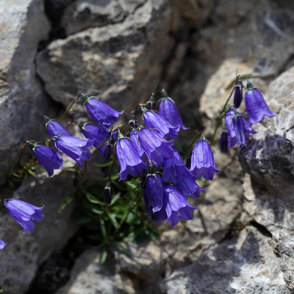 Kääpiökello - Campanula cochleariifolia