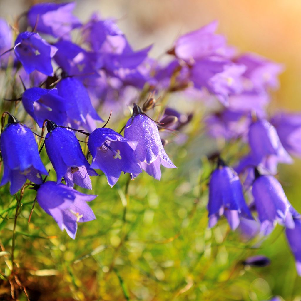 Kääpiökello - Campanula cochleariifolia