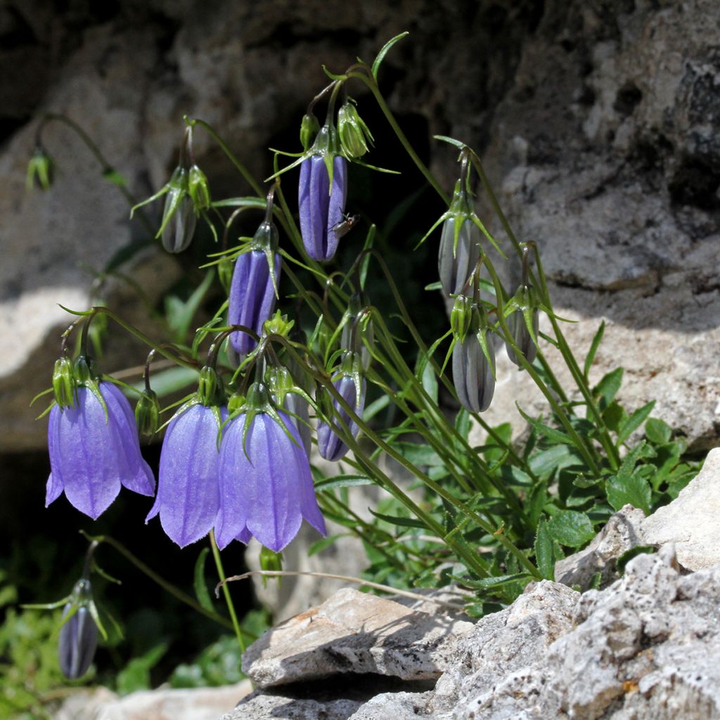 Kääpiökello - Campanula cochleariifolia