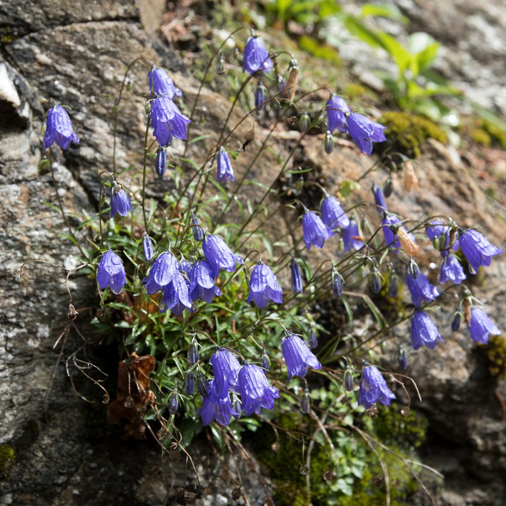 Kääpiökello - Campanula cochleariifolia