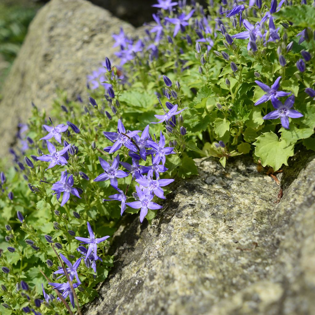 Italiankello - Campanula garganica