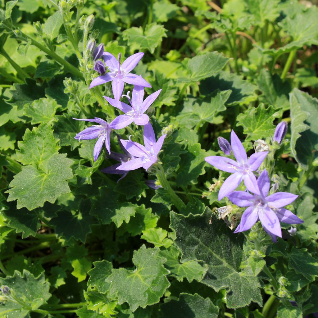 Italiankello - Campanula garganica
