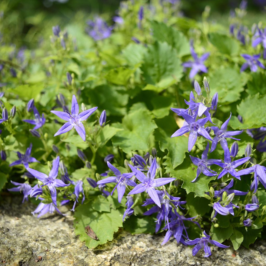 Italiankello - Campanula garganica