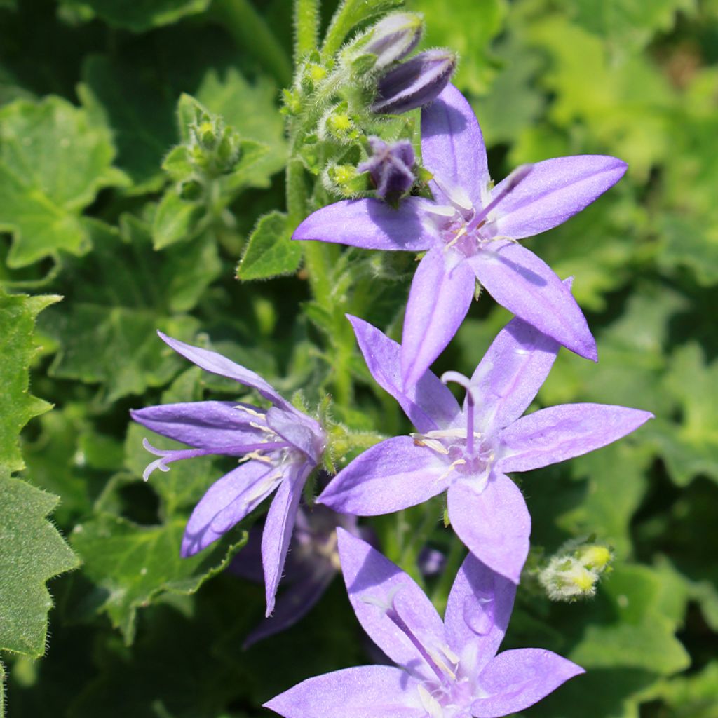 Italiankello - Campanula garganica