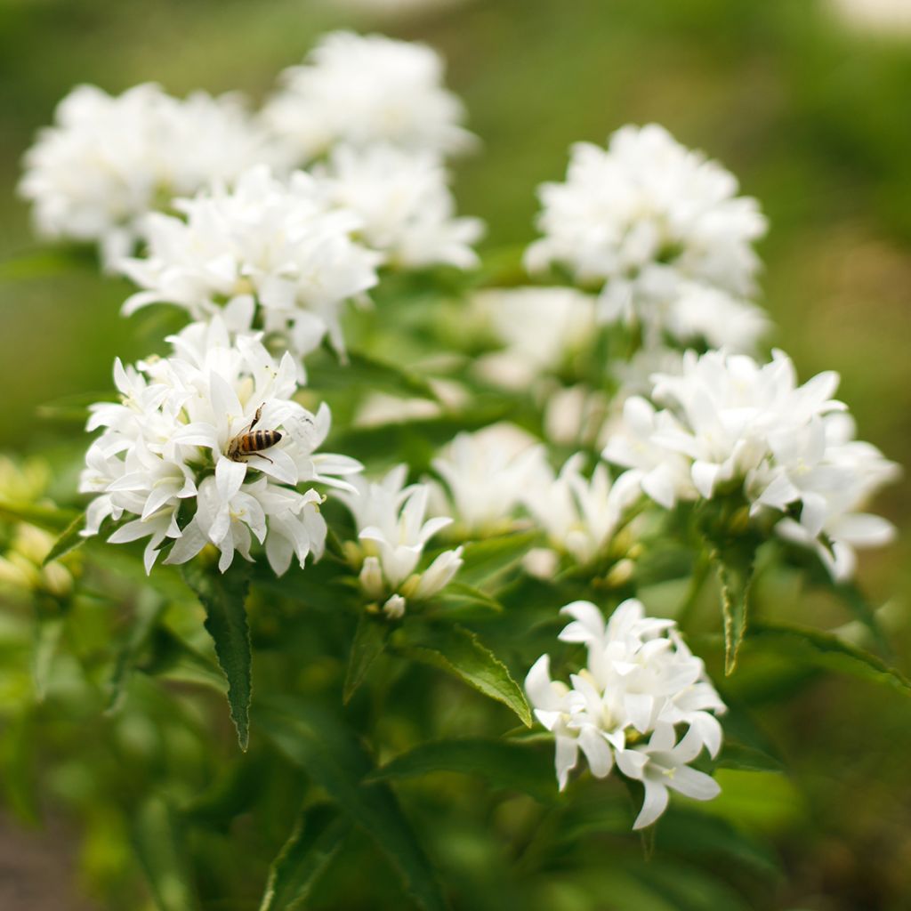 Peurankello Alba