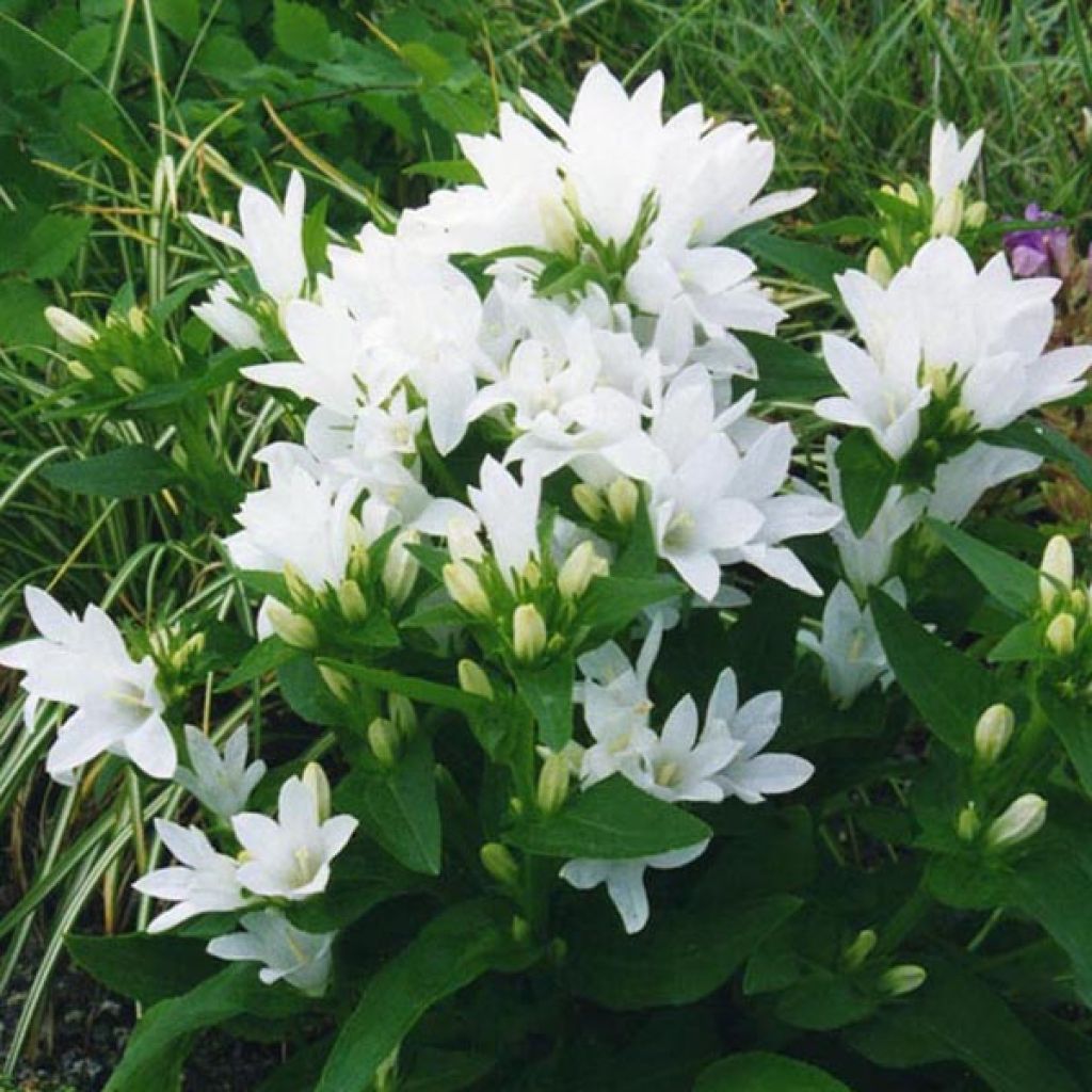 Peurankello Alba