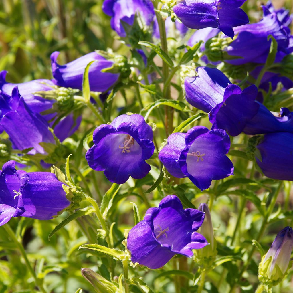 Maariankello Bleue