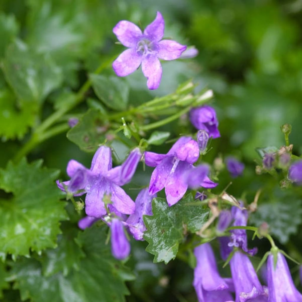 Tähtikello - Campanula poscharskyana
