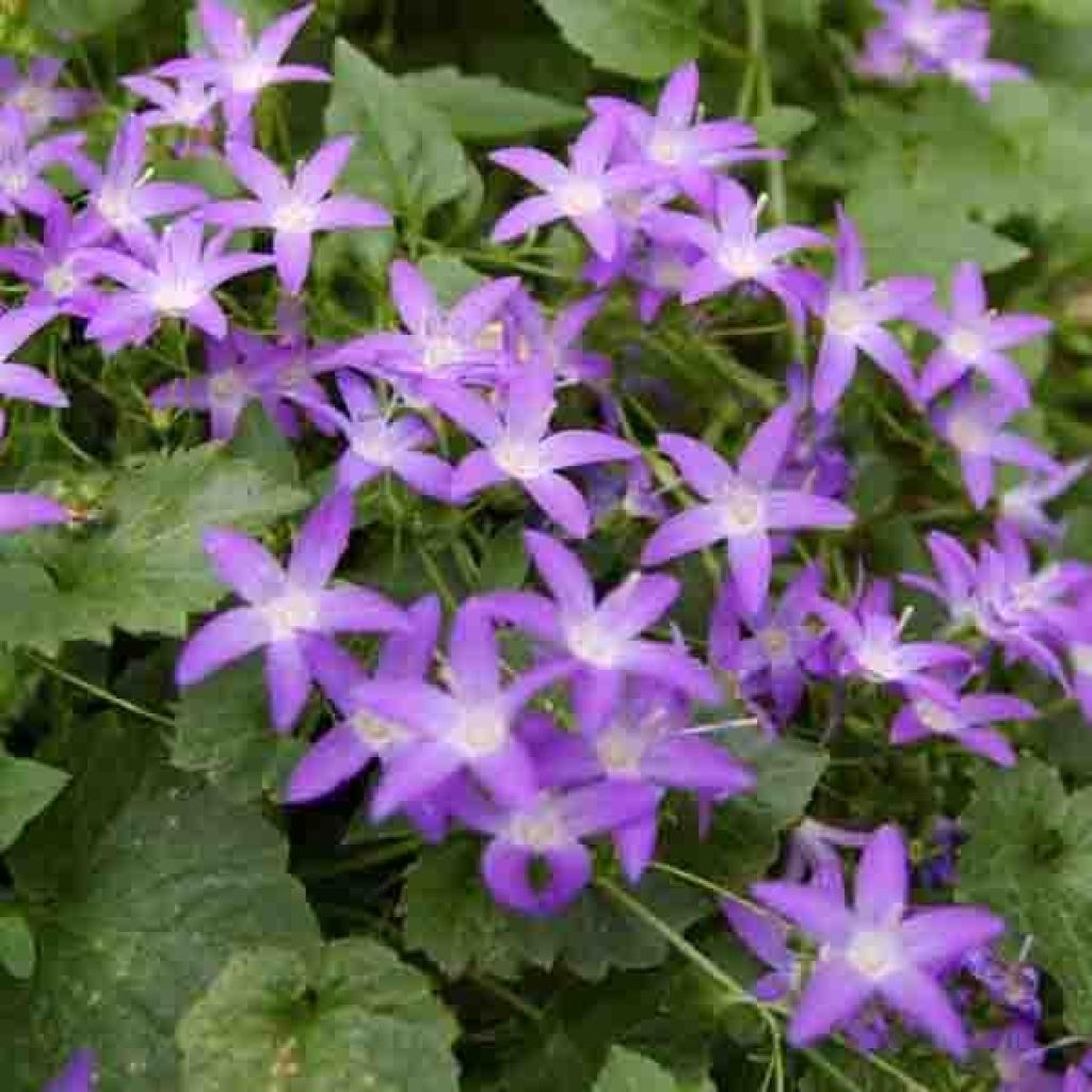 Tähtikello - Campanula poscharskyana