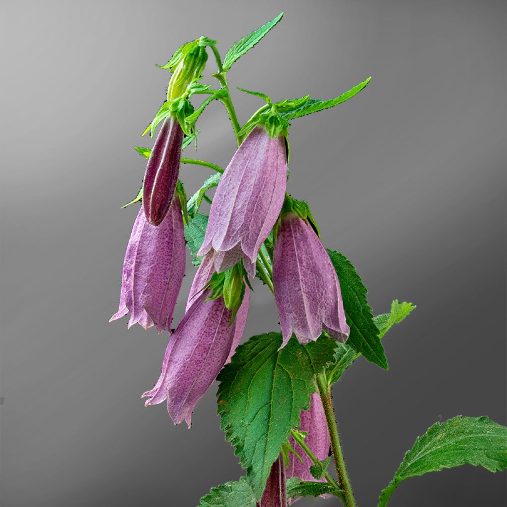 Pisamakello Rubriflora