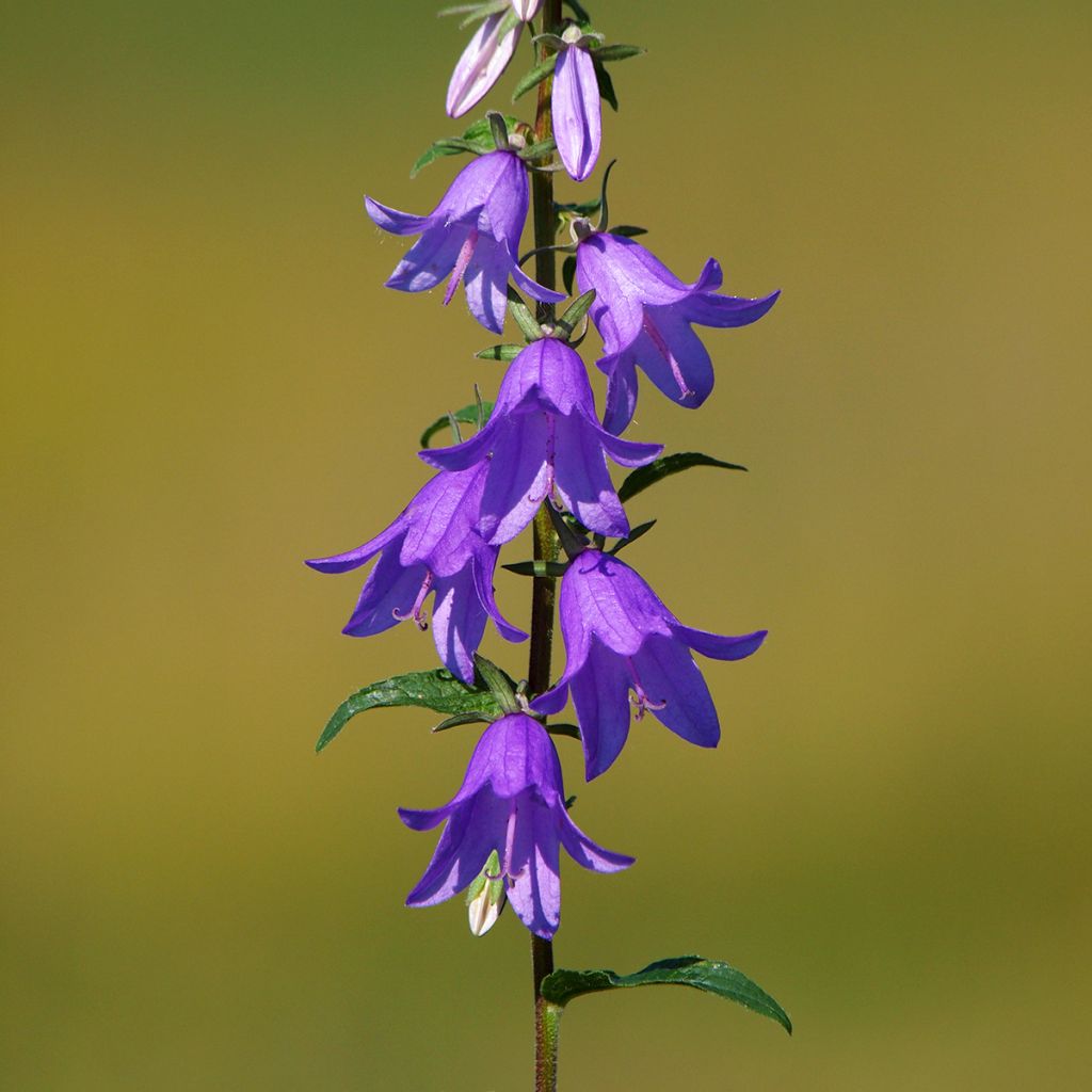 Vuohenkello - Campanula rapunculoides