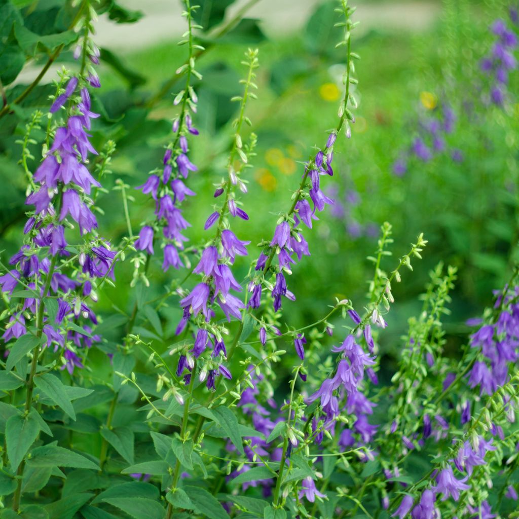 Vuohenkello - Campanula rapunculoides