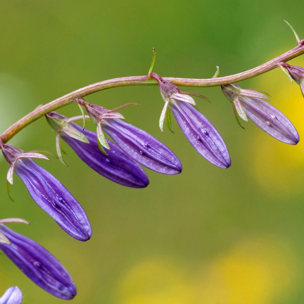 Vuohenkello - Campanula rapunculoides