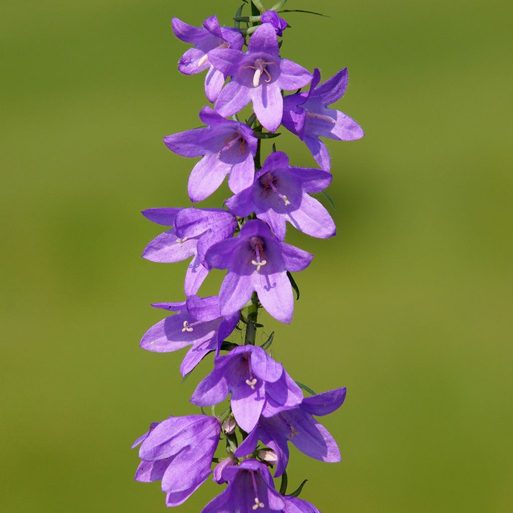 Vuohenkello - Campanula rapunculoides
