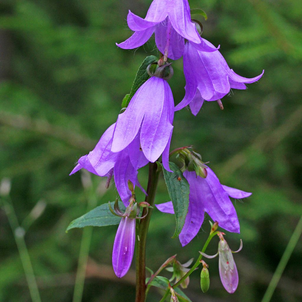 Vuohenkello - Campanula rapunculoides