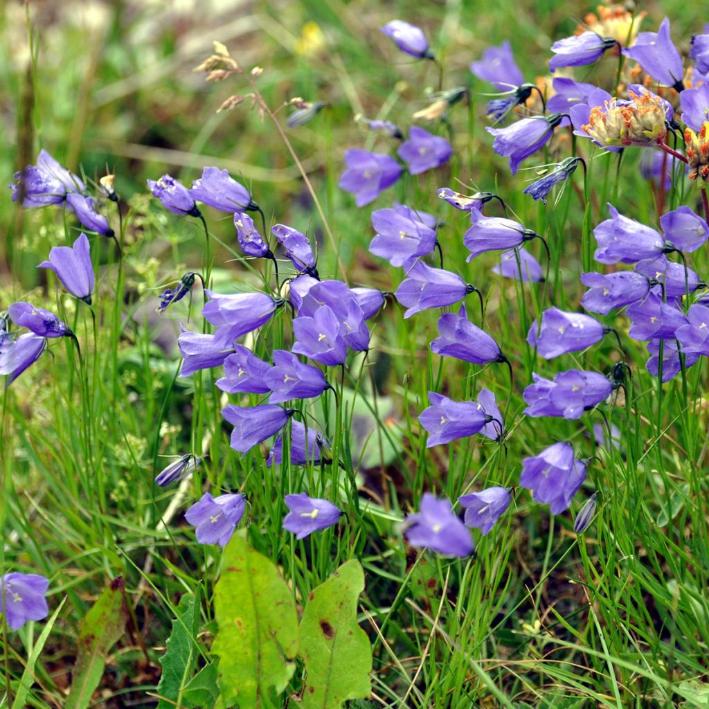 Kissankello - Campanula rotundifolia