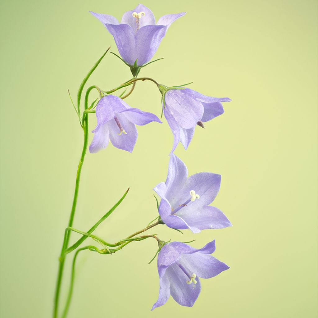 Kissankello - Campanula rotundifolia