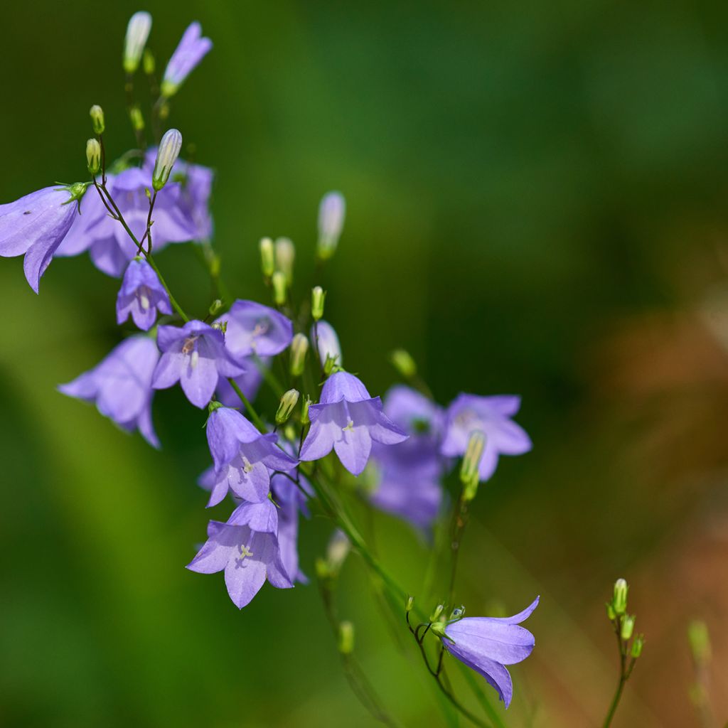 Kissankello - Campanula rotundifolia
