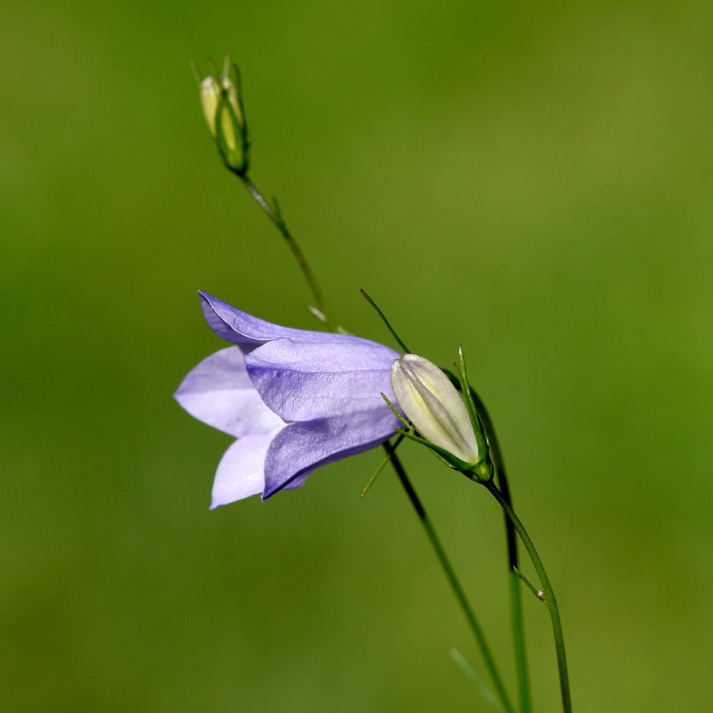 Kissankello - Campanula rotundifolia