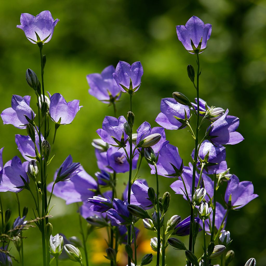 Kissankello - Campanula rotundifolia