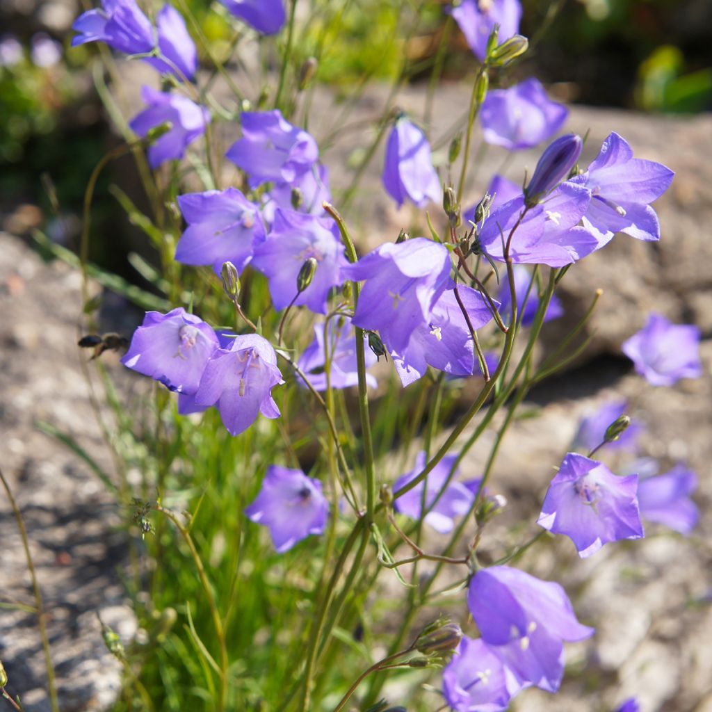 Kissankello - Campanula rotundifolia