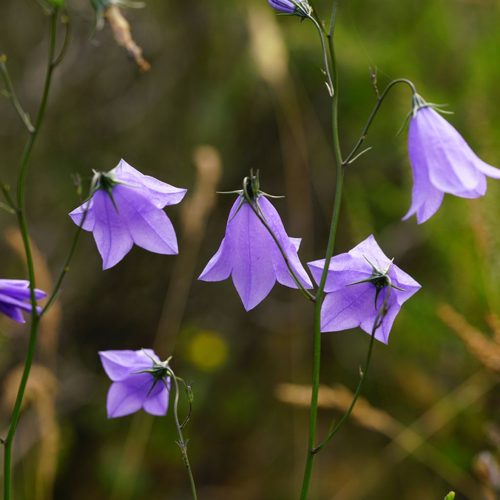 Kissankello - Campanula rotundifolia