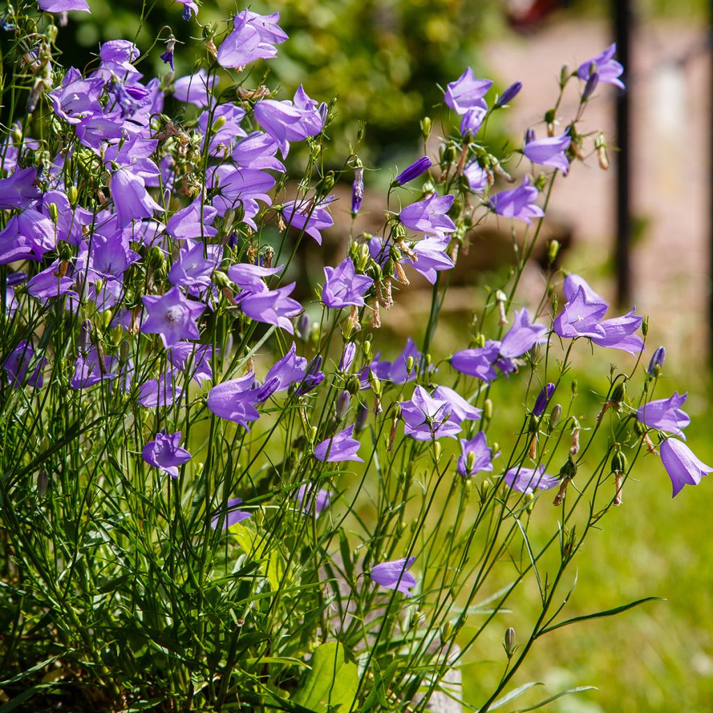 Kissankello - Campanula rotundifolia