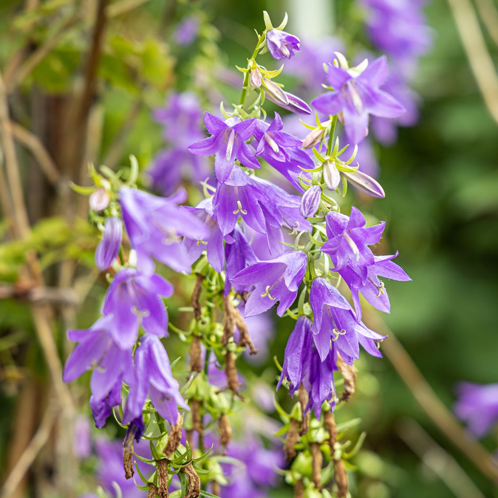 Varsankello - Campanula trachelium