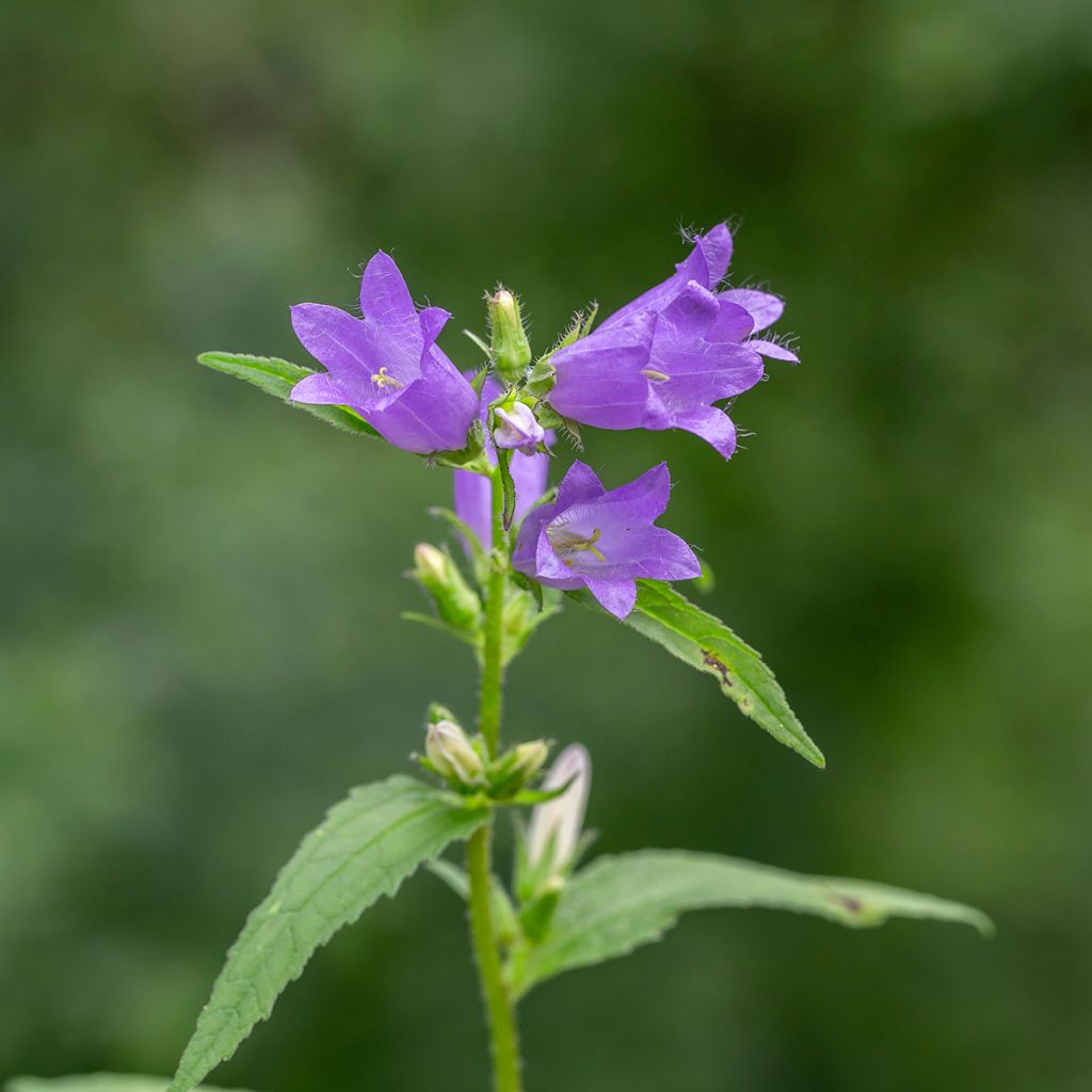 Varsankello - Campanula trachelium